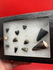 Fossil Alligator Teeth Bone Valley Florida Authentic Collection