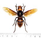 Vespa Mandarinia Wings Spread Japanese Murder Hornet Wasp Mounted Pinned