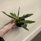 Zygonisia Cynosure     Doves Of Peace    Variegated Zygopetalum Orchid