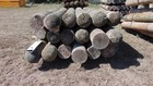 Treated Wood Guardrail Post - 7  X 7  X 6 