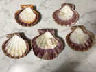 Natural Sea Shell Lion s Paw  Scallop Dish Beach Craft  5 25 -6 25  - Lot Of 5