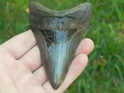 4  5 16  Inch Fossil Megalodon Prehistoric Shark Tooth Teeth  Amazing Serrations