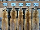 Real Red Fox Pelt