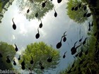 10  Live Toad Tadpoles
