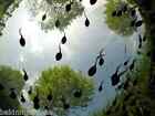 30  Live Tadpoles Eggs - Tree Frogs  Common Greens pickerel Frog Or Peepers 