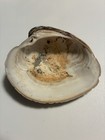 Lot  21 X-tra Large Quahog  Clam Shell