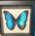Pearl Morpho  Blue Morpho  Blue Banded Morpho Real Framed Butterflies