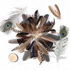 48pcs Natural Feathers Bulk - 6 Styles 48pcs Assorted Natural Feathers  Peacock 