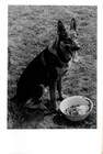 3 Old Real Photos Of German Shepherd Dogs