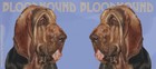 Bloodhound Ceramic Coffee Mug Tea Cup 15 Oz