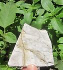 China Mesozoic Cretaceous Period Jehol Biota Fly Dinosaur Pterosaur Tooth Fossil