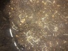 White Worm Starter Culture  Organic Fish frog newt Food Free Shipping 