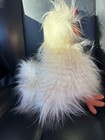 Jellycat Silkie Chelsea Chicken Plush Pet Stuffed Animal 12          Nwot Retired