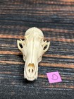Real Red Fox Unique Animal Mount Halloween Skull Art Craft Mountain Man Canine