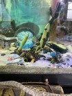 Sale  Live Freshwater Aquarium Gold Spotted Rabbit Snails - 9 Pack 