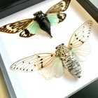 Cicada Pair The White Ghost   The Turquoise Wing Box Frame Display Case Insect