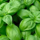 Genovese Basil Seeds  Fresh Heirloom  Non-gmo Garden Seeds