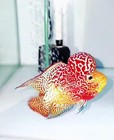 Premium Live Super Red Dragon Indo Flowerhorn Fish     1 Male     Usa Seller 12