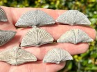 Canada Fossil Brachiopods Mucrospirifer 1 Per Purchase Devonian Trilobite Age