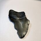 Rare 3    Megalodon Shark Tooth Fossil Teeth Kids Gift Natural Open Ocean Present  