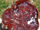 Tcr Petrified Wood Agate jasper lapidary Polished Slab 532 Grams