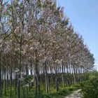 Paulownia Pao Tong Z07 Paulownia Hybrid 100 200 500 1000 2000 Seeds  promo 