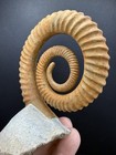 Free Stand Beautiful Ammonite Anetoceras Fossil From Morocco