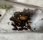 Odontomachus Brunneus Trap Jaw 1 Ant Queen With Brood