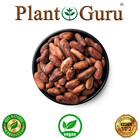 Raw Cacao   Cocoa Beans Whole Chocolate Arriba Nacional Bean 1 Oz To 15 Lb Bulk 