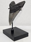 Top Seller  Black Megalodon Display Stand Shark Teeth Fossil Tooth Not Included