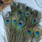 24pcs Peacock Feathers Natural Long In Bulk 30-32 Inch 75-80 Cm  For Floral A   