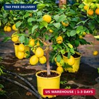 Mixed Fruit Seeds Pack For Planting  150 pcs Lemon Orange Apple Blueberry Cherry