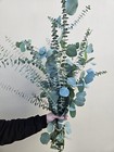 Fresh Eucalyptus Bundle