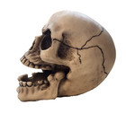 Skull Ashtray Figurine Statue Skeleton Halloween
