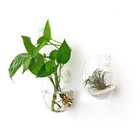 Glass Wall Hanging Propagation Station For Hydroponic Plants - 2 Pack