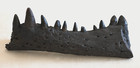Large Fossil Alligator Jaw With 11 Teeth    