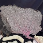 Lot 45 Large Natural Pink Sea Fan Seashells Coral Polished Conchs Vintage Murex