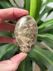 Premium Polished Petoskey Stone - 2 5  - Michigan Rugose Coral Fossil