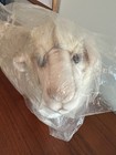 New  Hansa Sheep Lamb Ewe Plush 15    Nos  new Old Stock  Vintage 2000