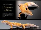 Bandai Gashapon Leopard Gecko Action Figure Advance Tremper Albino 18cm 2023