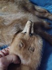 Vintage Pastel Natural Tanned Full Body Taxidermy 4 Mink Neck Wear Fur Craft