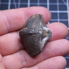 43mm Brachiopod Fossil Desert Smara Morocco Devonian 2544