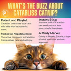 Catnip For Cats     1oz Jar - 100  Essential Natural Cat Nip Herb Resealable Jar -