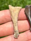 Florida Fossil Duck Bones Lot Of 2 Bird Avian Rare Pleistocene Ice Age