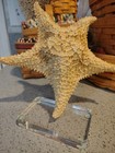 Vintage 50 Years Old Real Natural Large Starfish Star Fish Sugar Raised Big