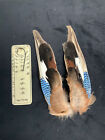 Eurasian Jay Wings
