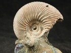Iridescent Ammonite Fossil On Rainbow Pyrite  Volga River Saratov Russia 104gr