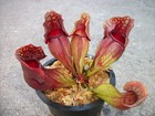 Carnivorous Sarracenia Purpurea Venosa Purple Pitcher Plant 3 75 Inch Net Pot