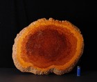 Stunning Large Burl Wood Shikiita Stand  Zl96