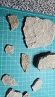 Star Crinoid Fossil Plates  